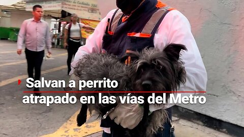 PERRITO ES RESCATADO EN EL METRO | El canino estuvo atrapado en la Línea 3 por cerca de una hora