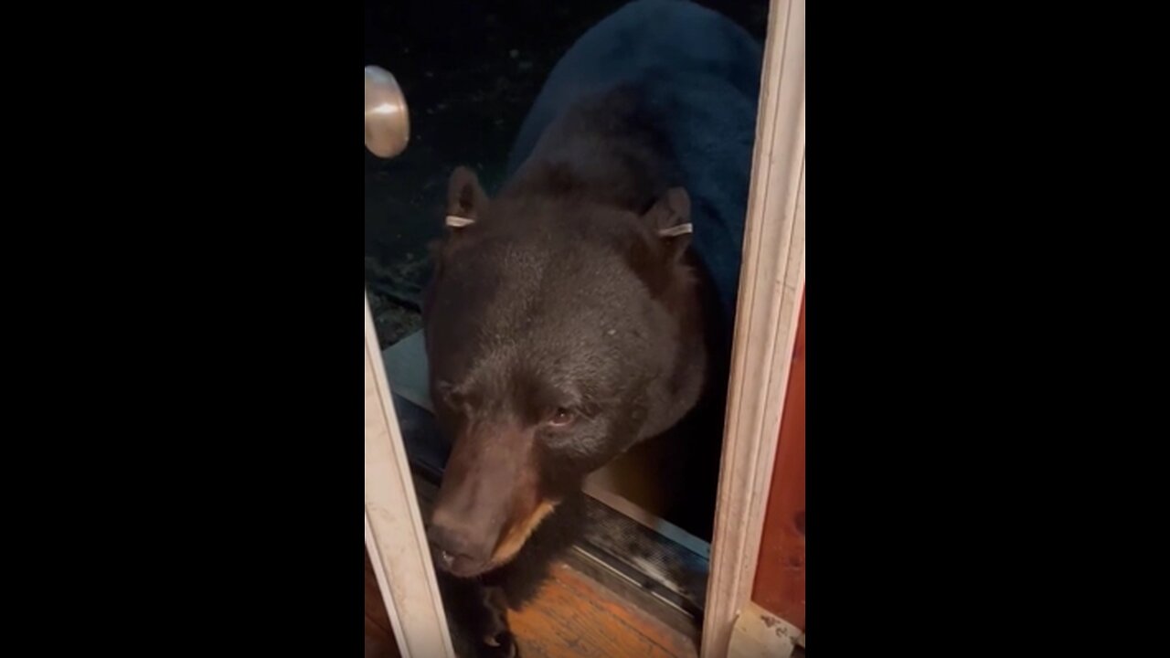 Wild Bear Shares Tender Moment With Woman