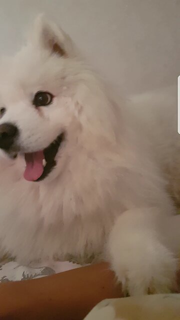 Samoyed growls when he doesn't get enough attention