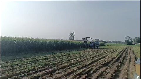 Maize silage