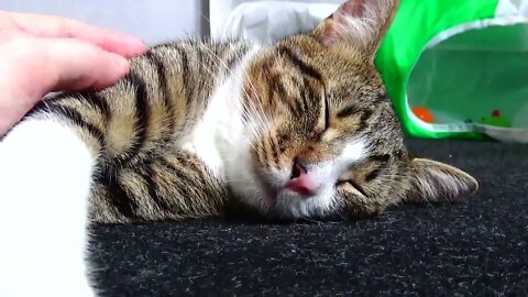Cute Little Cat Loves Sleeping on the Floor