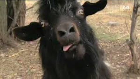 Funny Animals Screaming TRY NOT TO LAUGH!