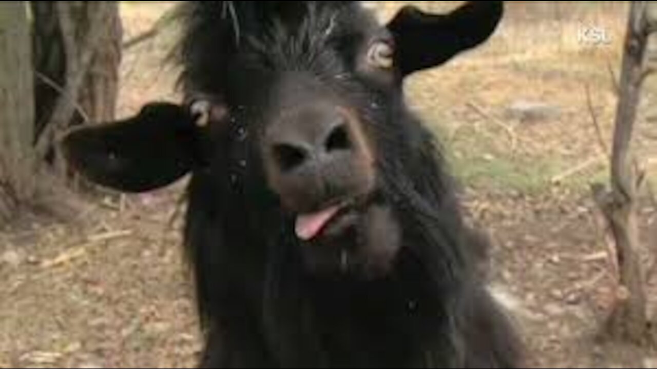 Funny Animals Screaming TRY NOT TO LAUGH!