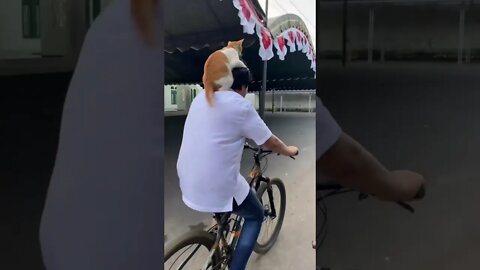 Hello, I'm a hat cat and rider.