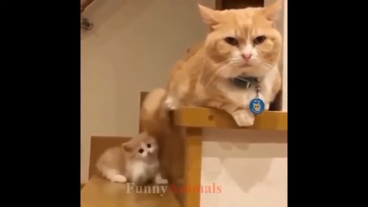 Best Family Cat Compilation 2022