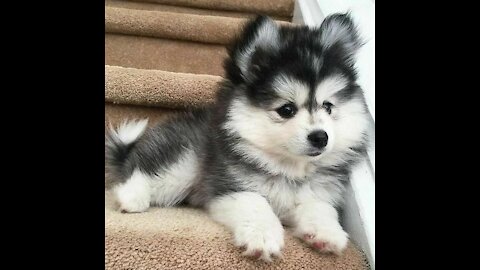 Funniest animals 🤣_funny dog🐶