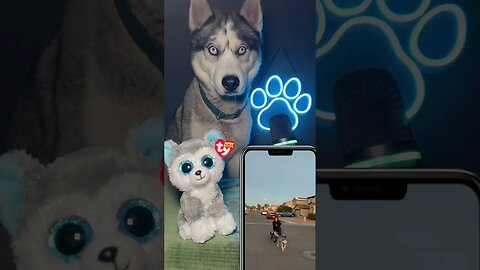 Cats are smarter than dogs (Pawcast #3)#dogs #husky #funnyhuskyvideo #huskytalk #podcast #cutedogs