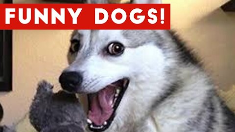You will laugh at all the DOGS 🤣 Funny DOG Videos 😂🐶