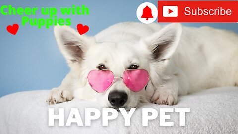 Cute Pet and Animals cheer up your life 1100%
