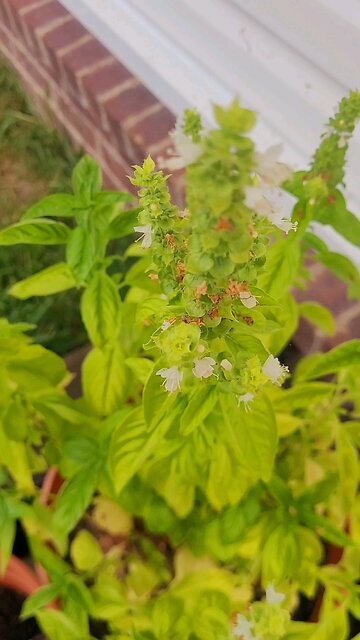 Cloudy Sunday @ Sonny Rock Garden