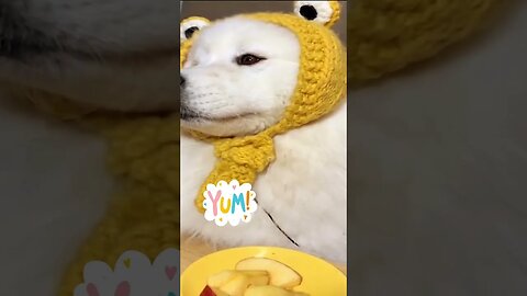 Why are little puppies so cute??? 🤗🤗🤗... See baby animals doing funny things.