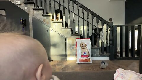 Is Rottweiler Getting Jealous Around Baby