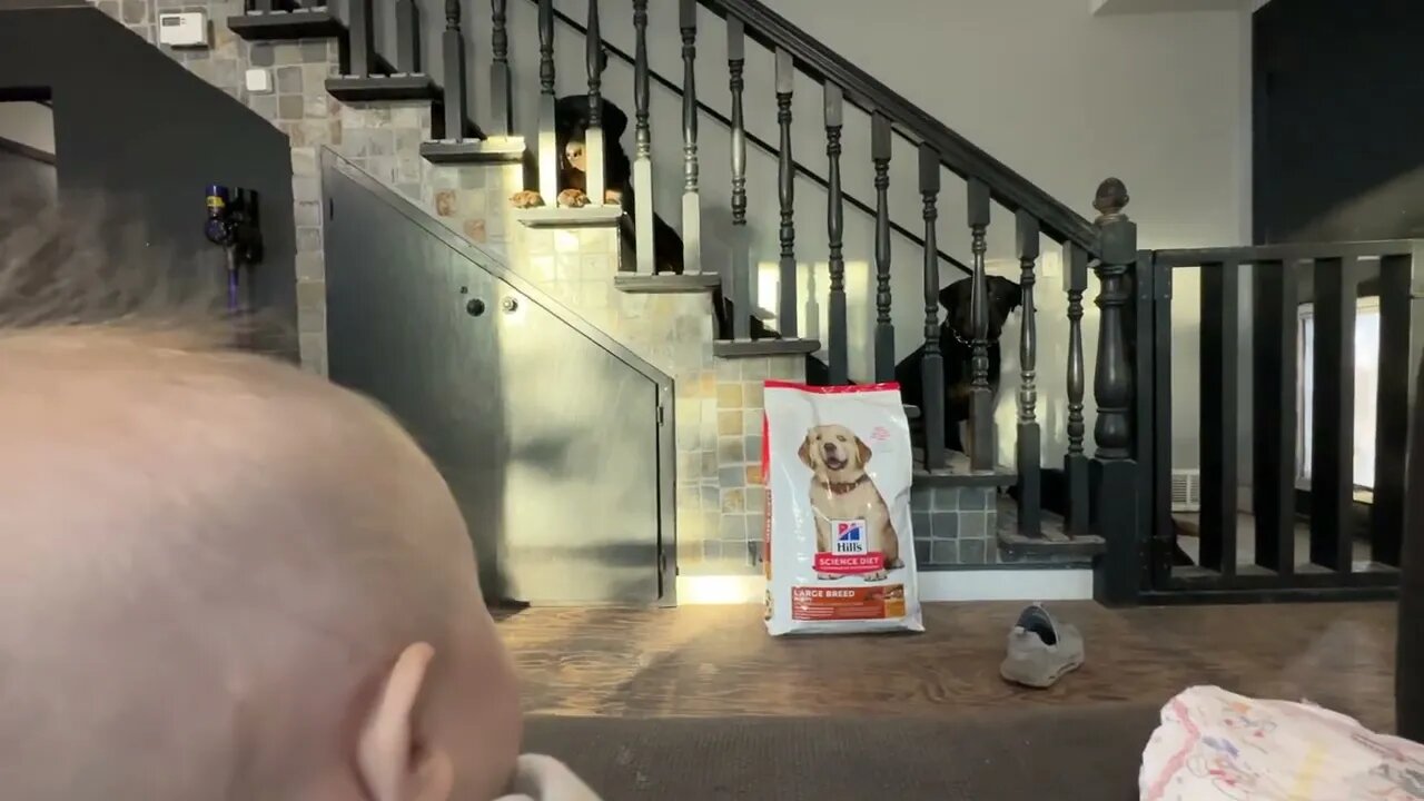 Is Rottweiler Getting Jealous Around Baby