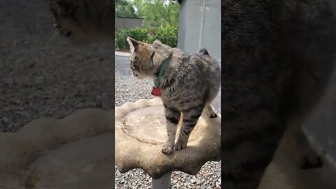 A Cat in a Bird Bath? #shorts