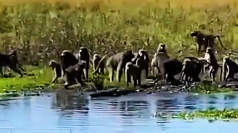 40 Times Animals Messed With The Wrong Opponent !-10