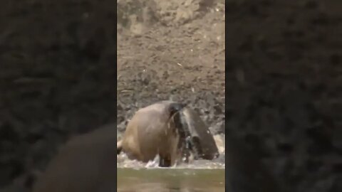 Crocodile hunting Wildebeest #shorts #nature #science