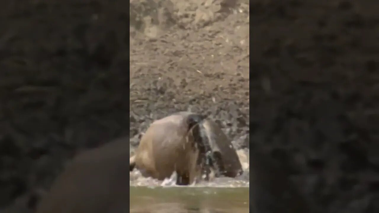 Crocodile hunting Wildebeest #shorts #nature #science