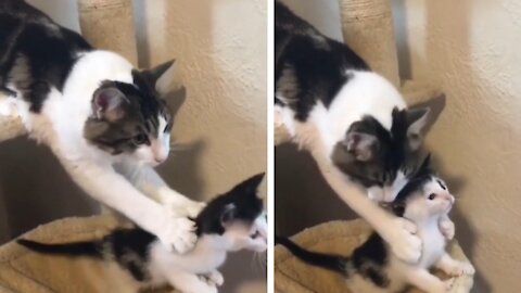 Rambunctious MOM cat stops baby kitten from falling.