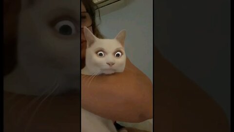 Funny kitty #funnycat #funnyanimal #cutecat #cat #kitten