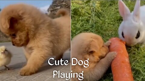 Cute dog playing with duck 🦆🦆
