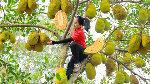 Harvest Jackfruit goes to the market sell - Anh Free BushcaftAnh Free Bushcaft