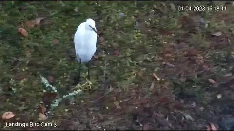 Immature Little Blue Heron & Snowy Egret 🦩 01/04/22 16:15