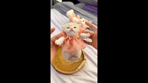 The Unforgettable Charm of Cats"?😺🌟 purrfectly entertaining , viral cat videos,cat comedy