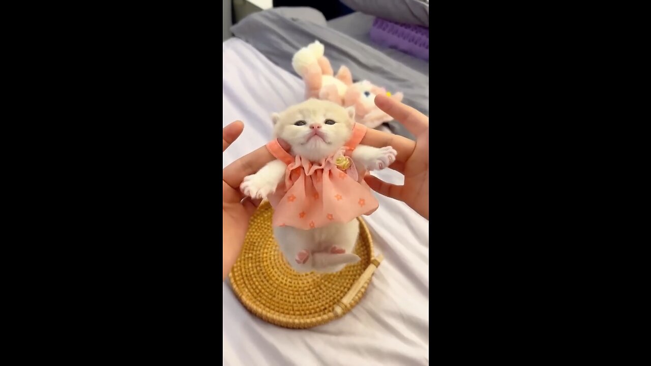 The Unforgettable Charm of Cats"?😺🌟 purrfectly entertaining , viral cat videos,cat comedy