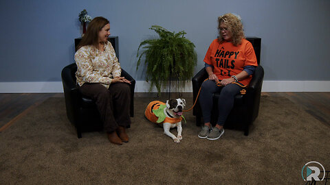Pet of the Week: Willow at Happy Tails Humane Society