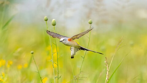 Scissor-Tail Frame Animation, Sony A1/Sony Alpha1, 4k