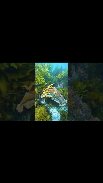 The Australian giant cuttlefish can change the color...