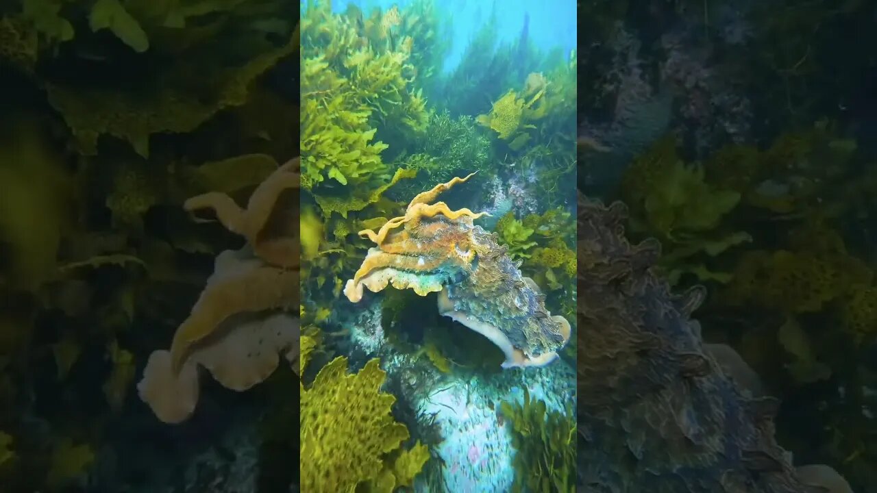 The Australian giant cuttlefish can change the color...
