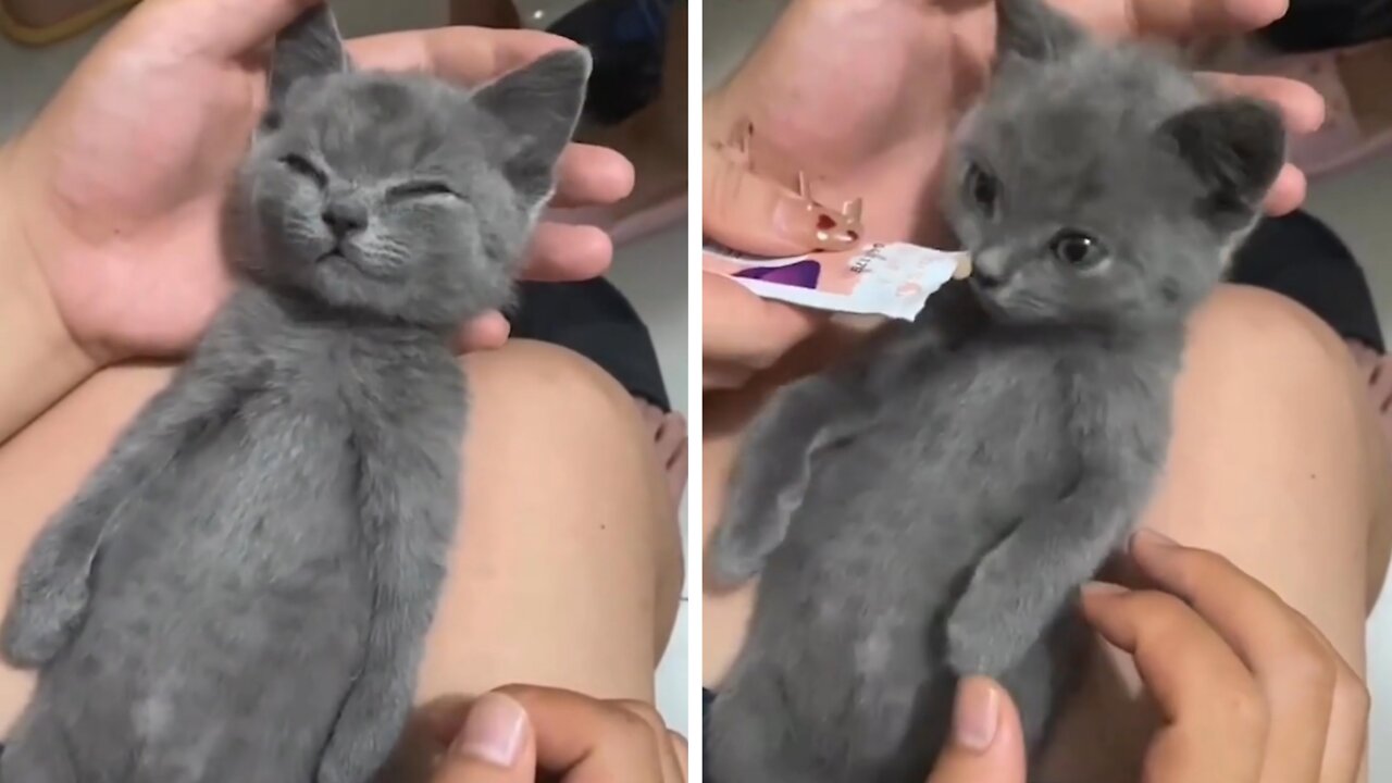 The kitten immediately wakes up to the smell of food