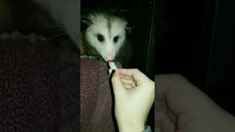 Chomp chomp