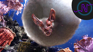 Paolumu - Low Rank Monster Showcase - Monster Hunter World