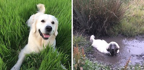 dog in the mud