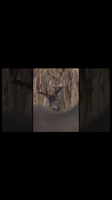 GIANT Buck Walks In And Puts On A SHOW!