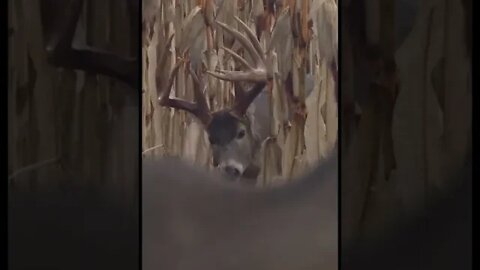 GIANT Buck Walks In And Puts On A SHOW!