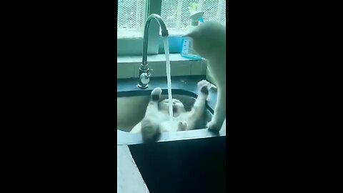 cat funny video