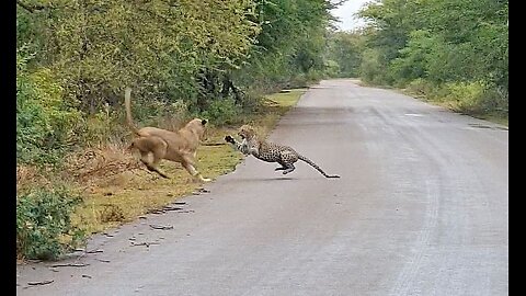 Leopard and Lion Fights avobe a Carcass tree #shorts ##leopardvslionfight #attack
