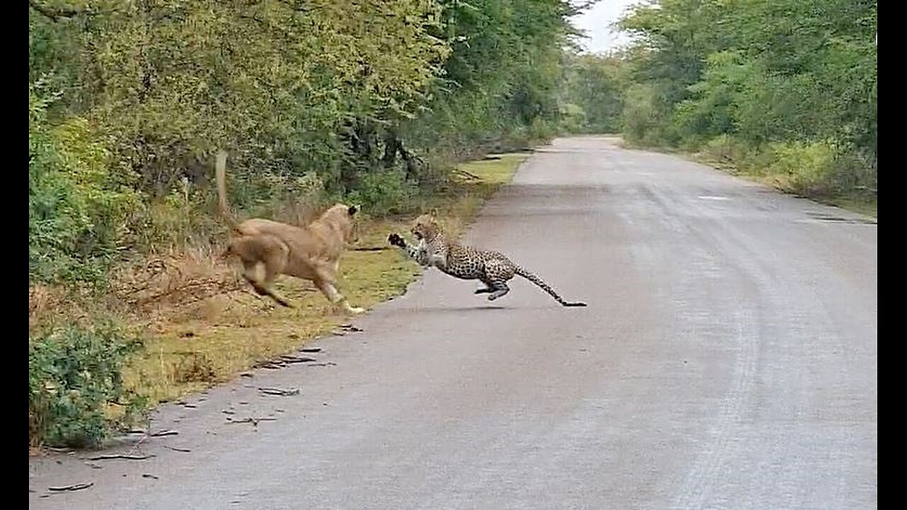 Leopard and Lion Fights avobe a Carcass tree #shorts ##leopardvslionfight #attack