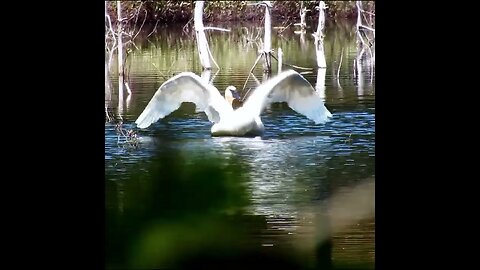 trumpeter swan