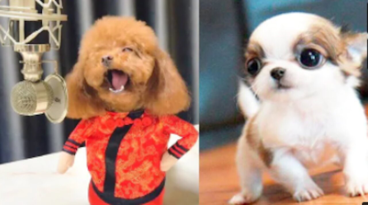You will laugh at all the DOGS 🤣 Funny DOG Videos 😂🐶-
