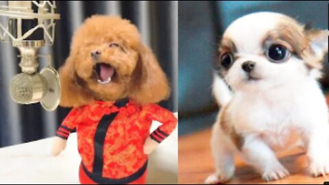 You will laugh at all the DOGS 🤣 Funny DOG Videos 😂🐶-