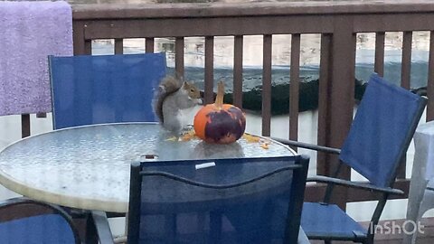 The squirrel is eating the pumpkin Buy Jack the Irish wolfhound