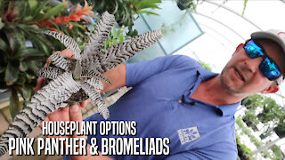 Pink Panther Rare Houseplant & Bromeliads