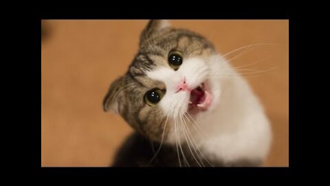 Funny Cats and Kittens Meowing Compilation I FUN4HOMOSAPIENS