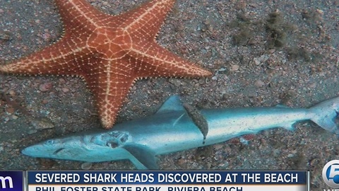 Severed shark heads discovered at the beach
