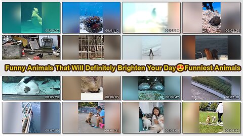 Funny Animals That Will Definitely Brighten Your Day😍Funniest Animals
