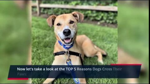Why do dogs cross their POWs